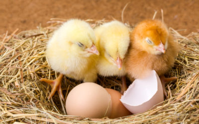 Don’t catch your chickens before they hatch